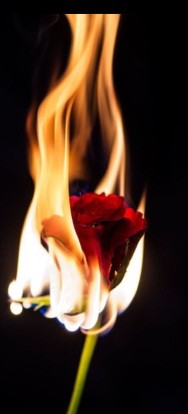 rose with fire